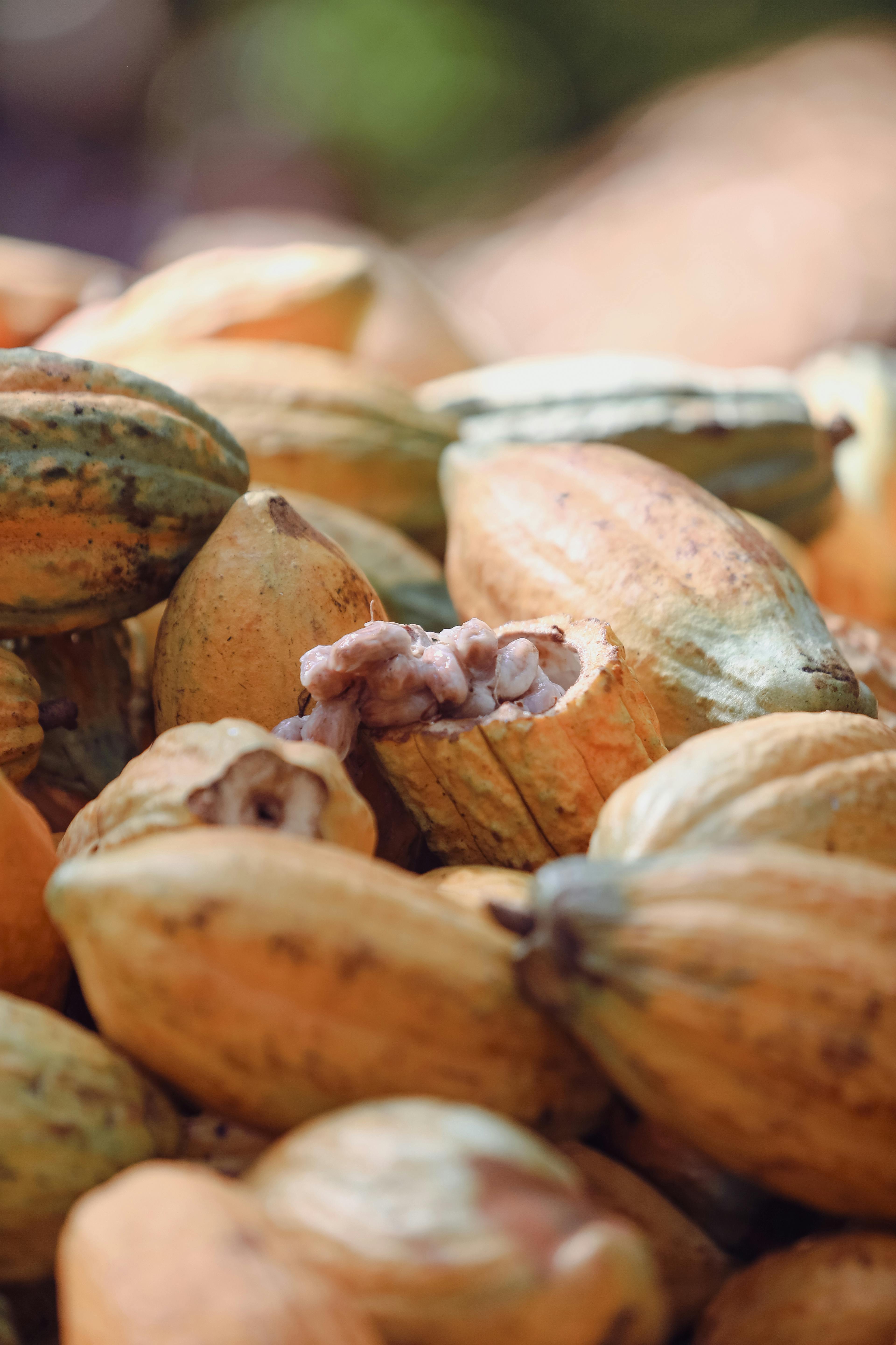 Galería cacao 6
