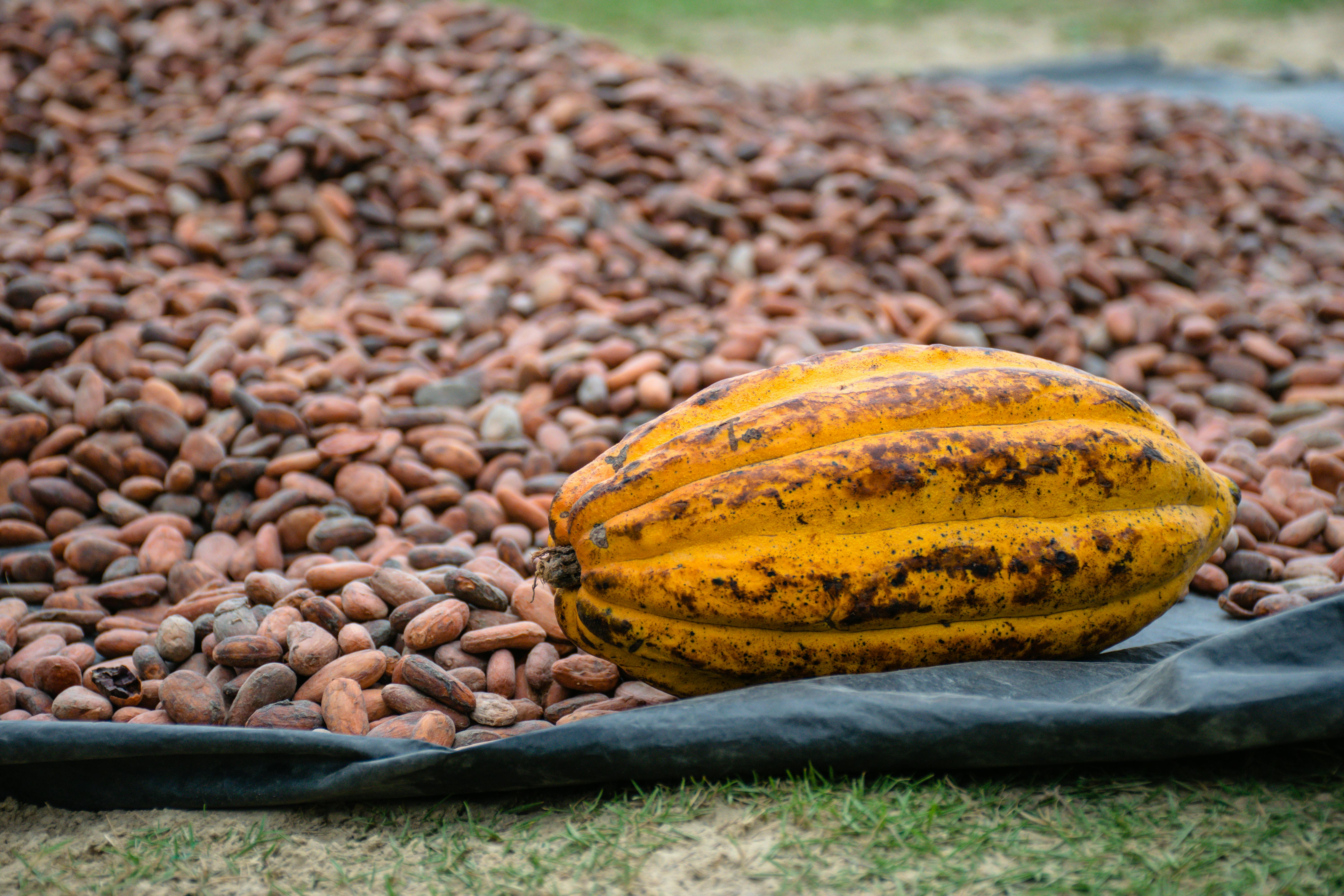 Galería cacao 8