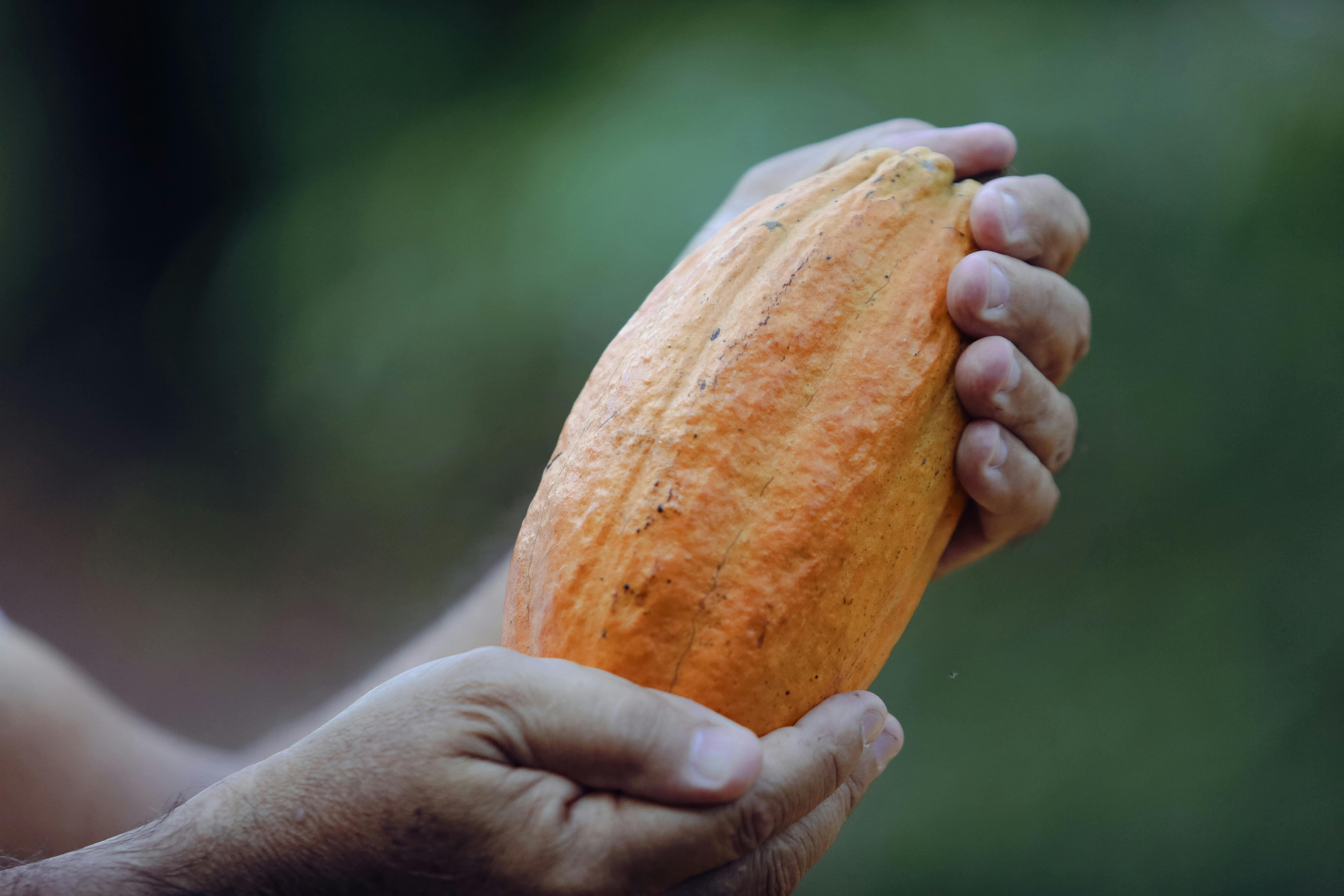 Lotes de cacao para embarque