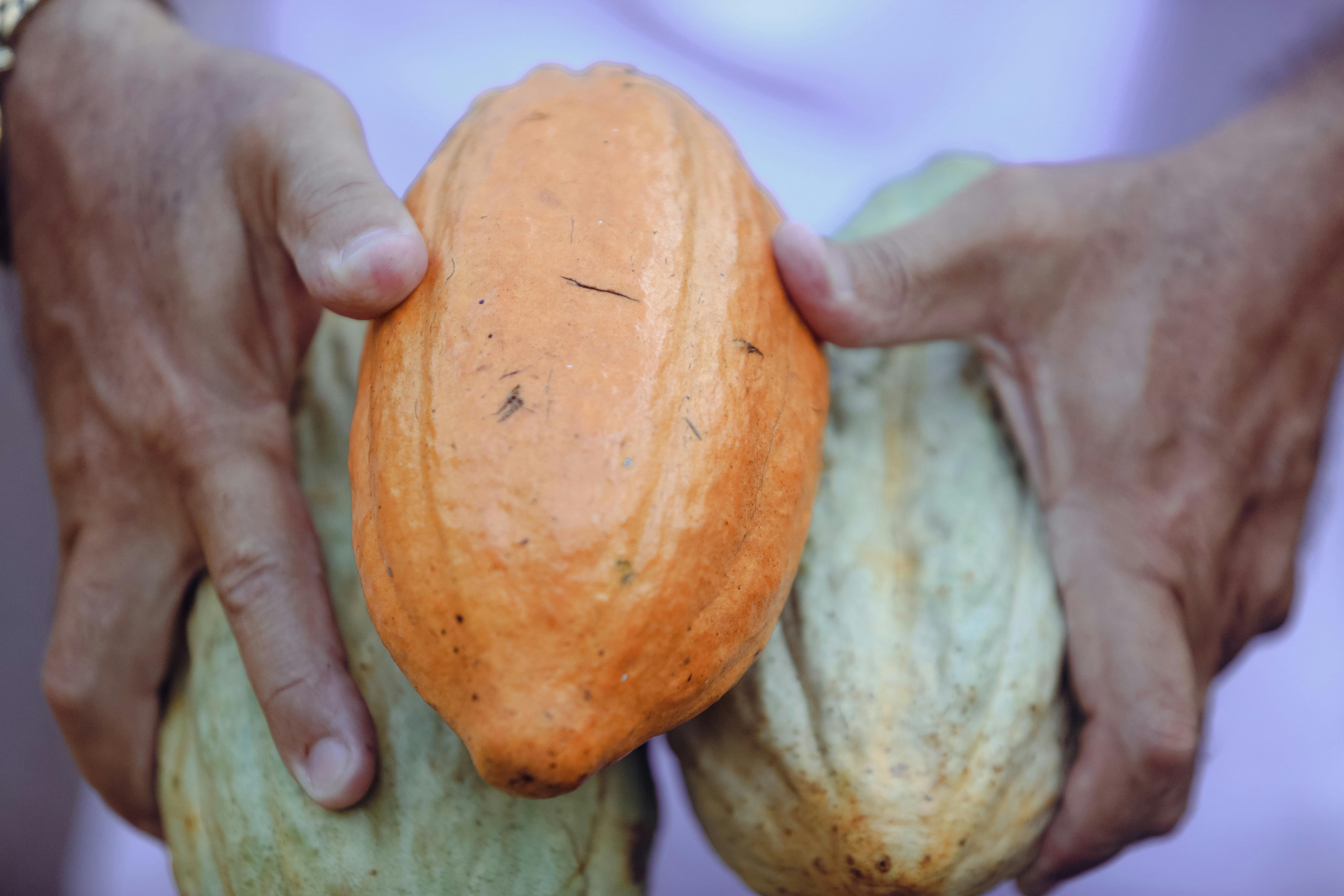Granos de cacao seleccionados