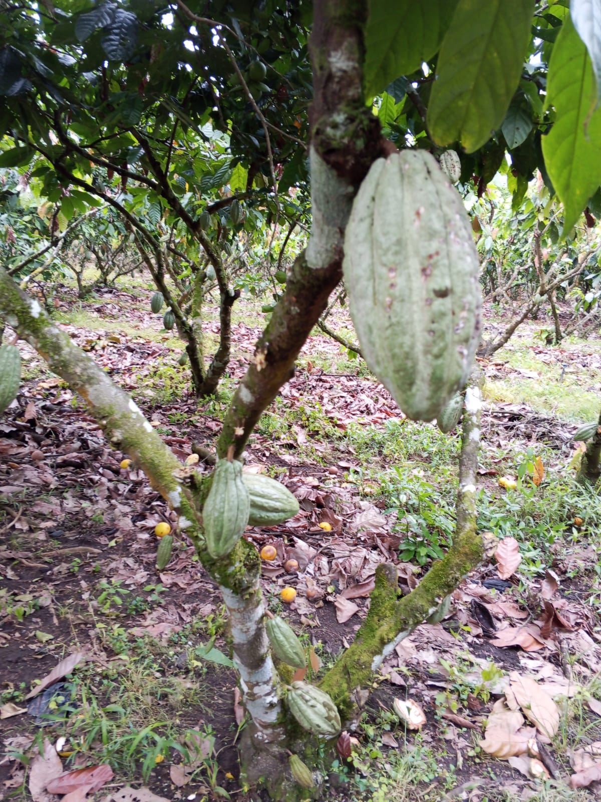 Galería cacao 9