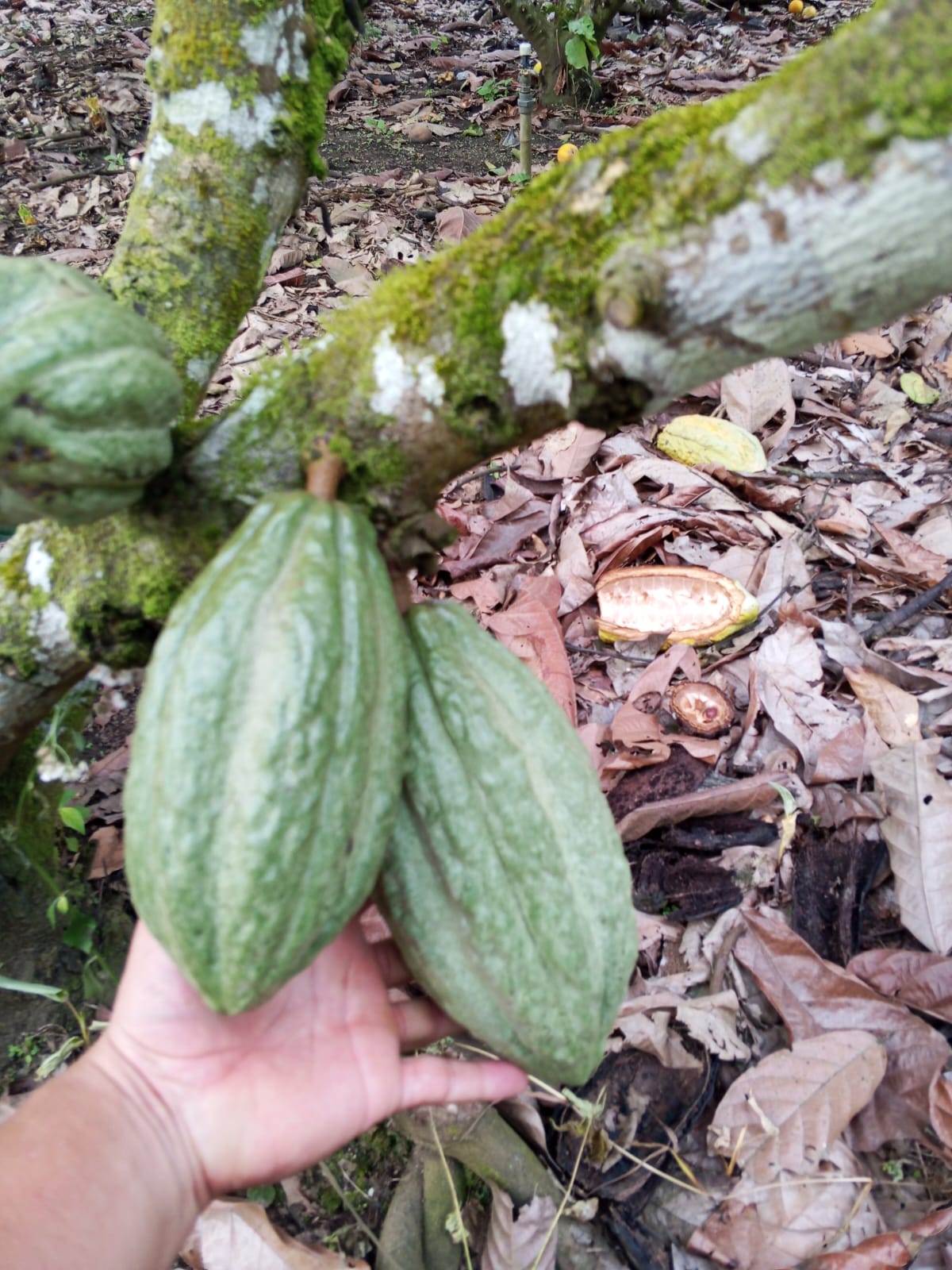 Galería cacao 10