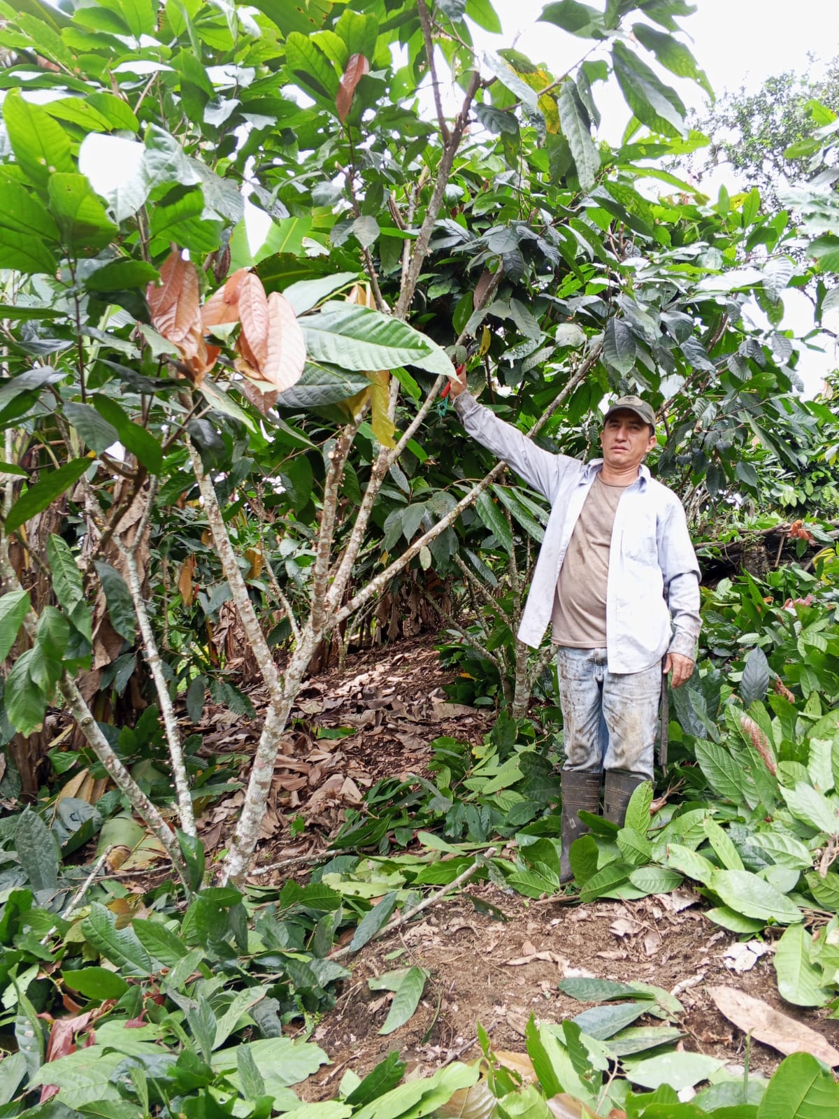 Galería cacao 11