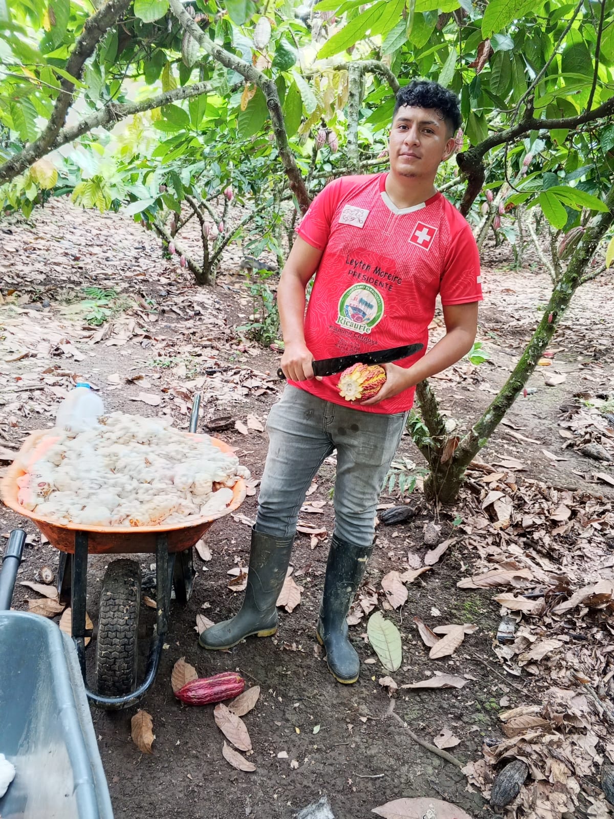 Galería cacao 13