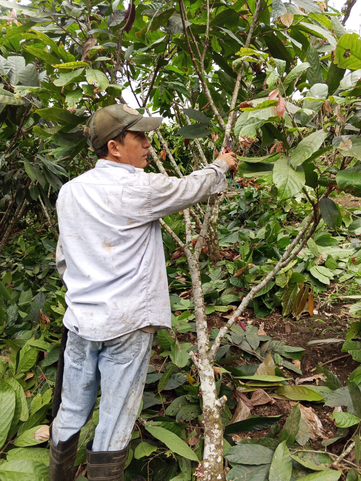 Galería cacao 15