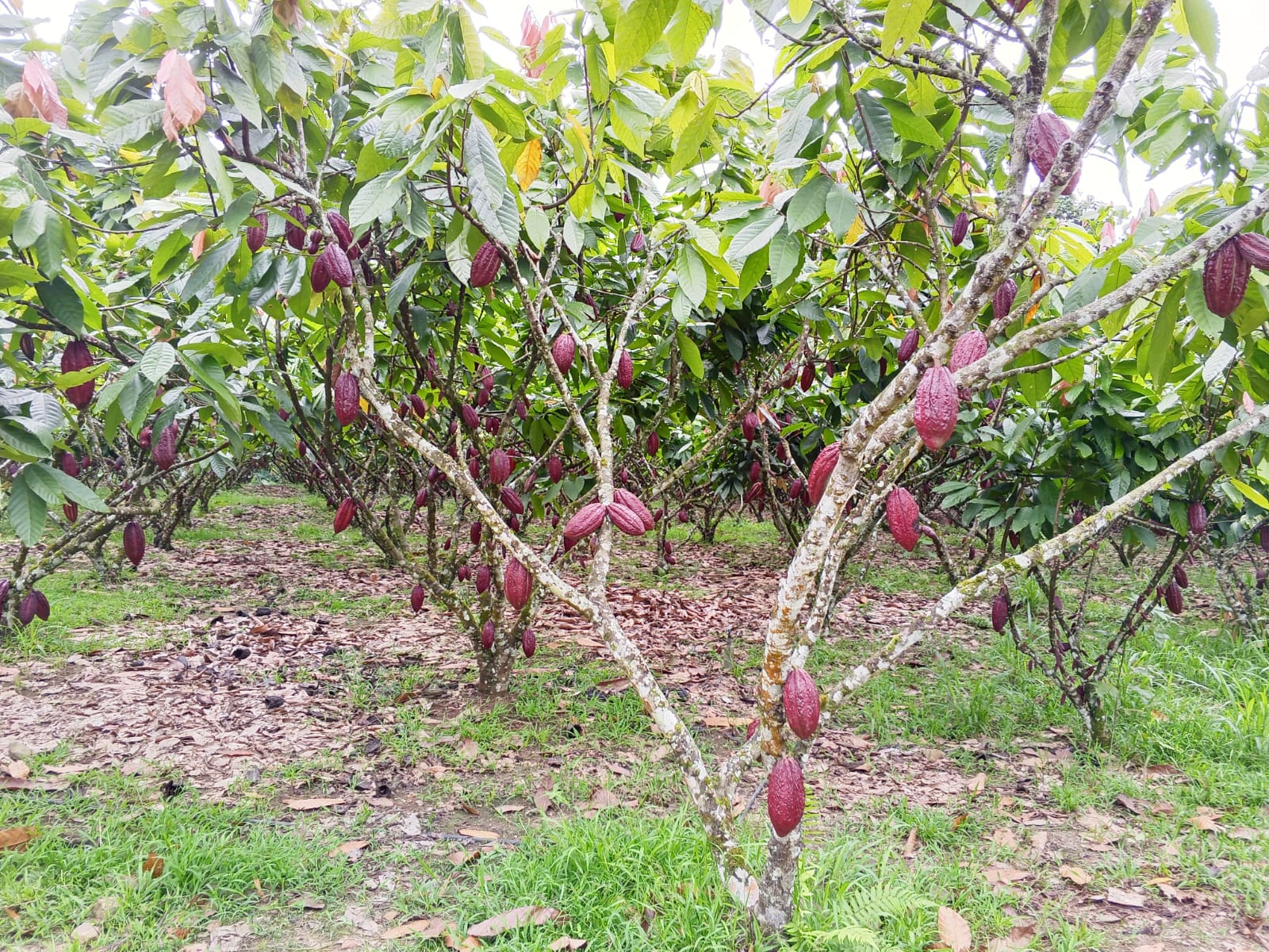 Galería cacao 16